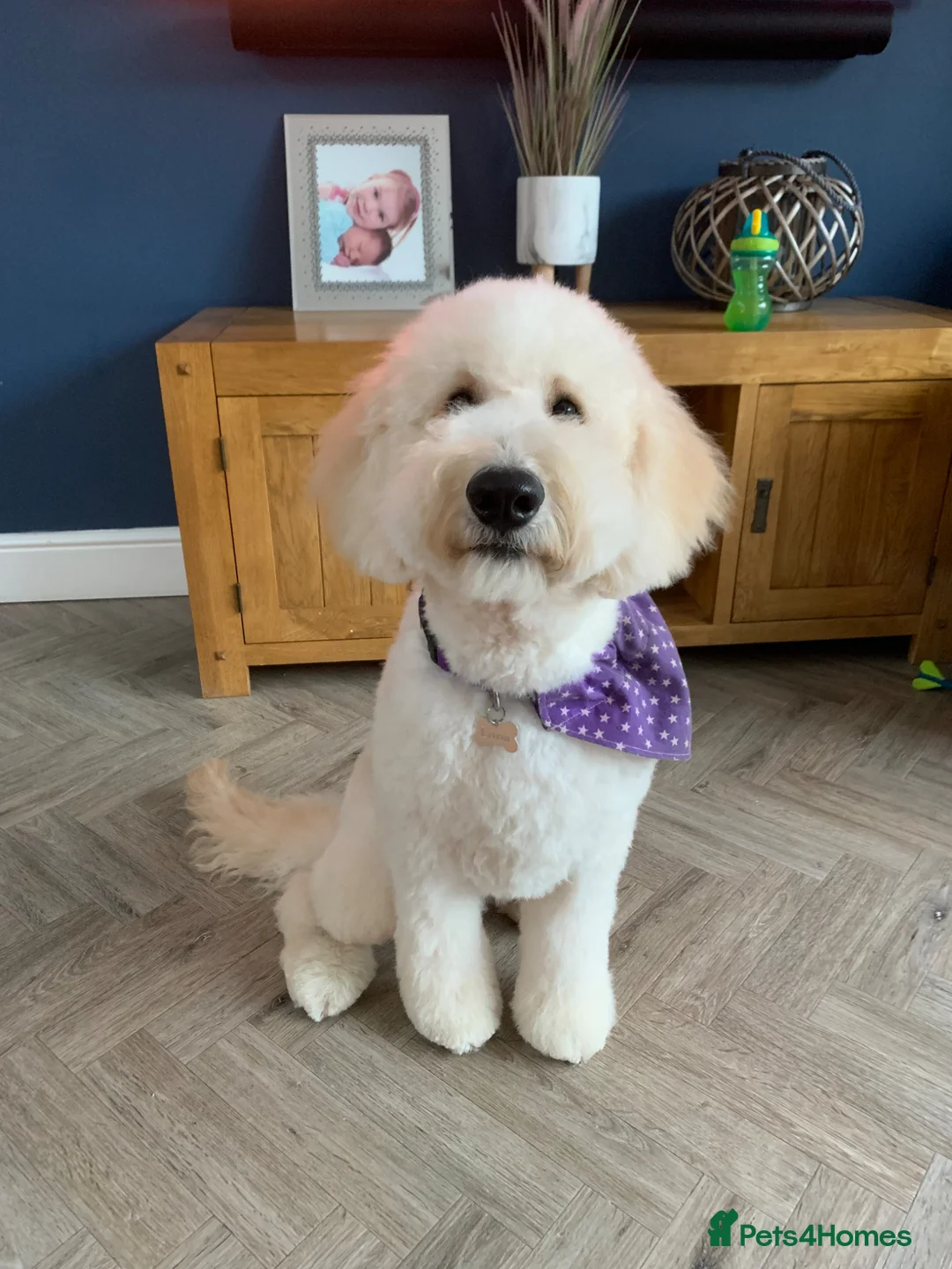 Labradoodle dogs for sale: F1b Labradoodle Puppies – Ready to Reserve in East Grinstead - Advert 1