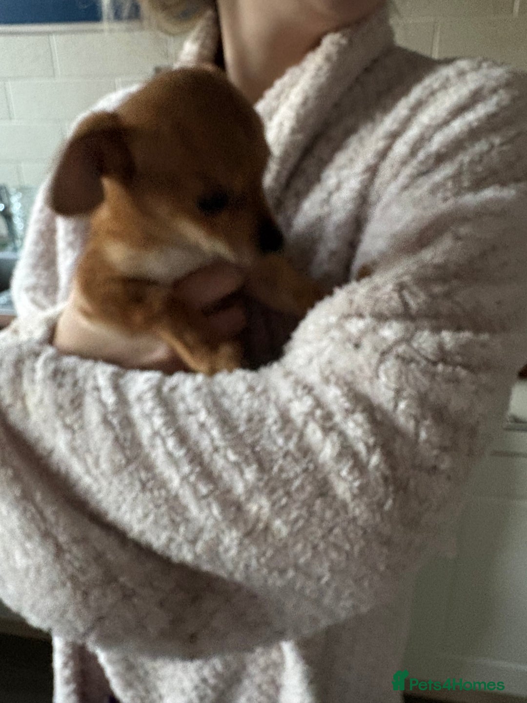 Mixed Breed dogs for sale: 1 beautiful female puppy  - Advert 5