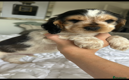 Cocker Spaniel dogs for sale: OUTSTANDING KC REG SHOW COCKER SPANIEL PUPPIES  - Image 8