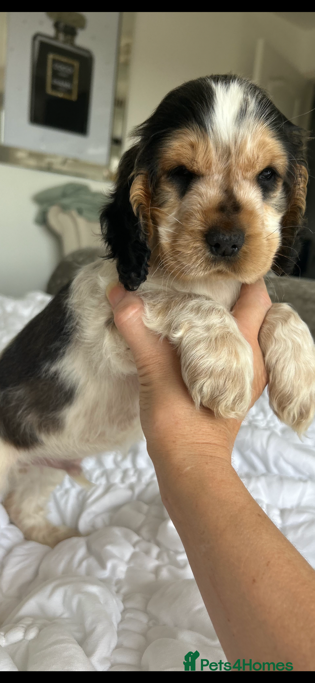 Cocker Spaniel dogs for sale: OUTSTANDING KC REG SHOW COCKER SPANIEL PUPPIES  - Image 8