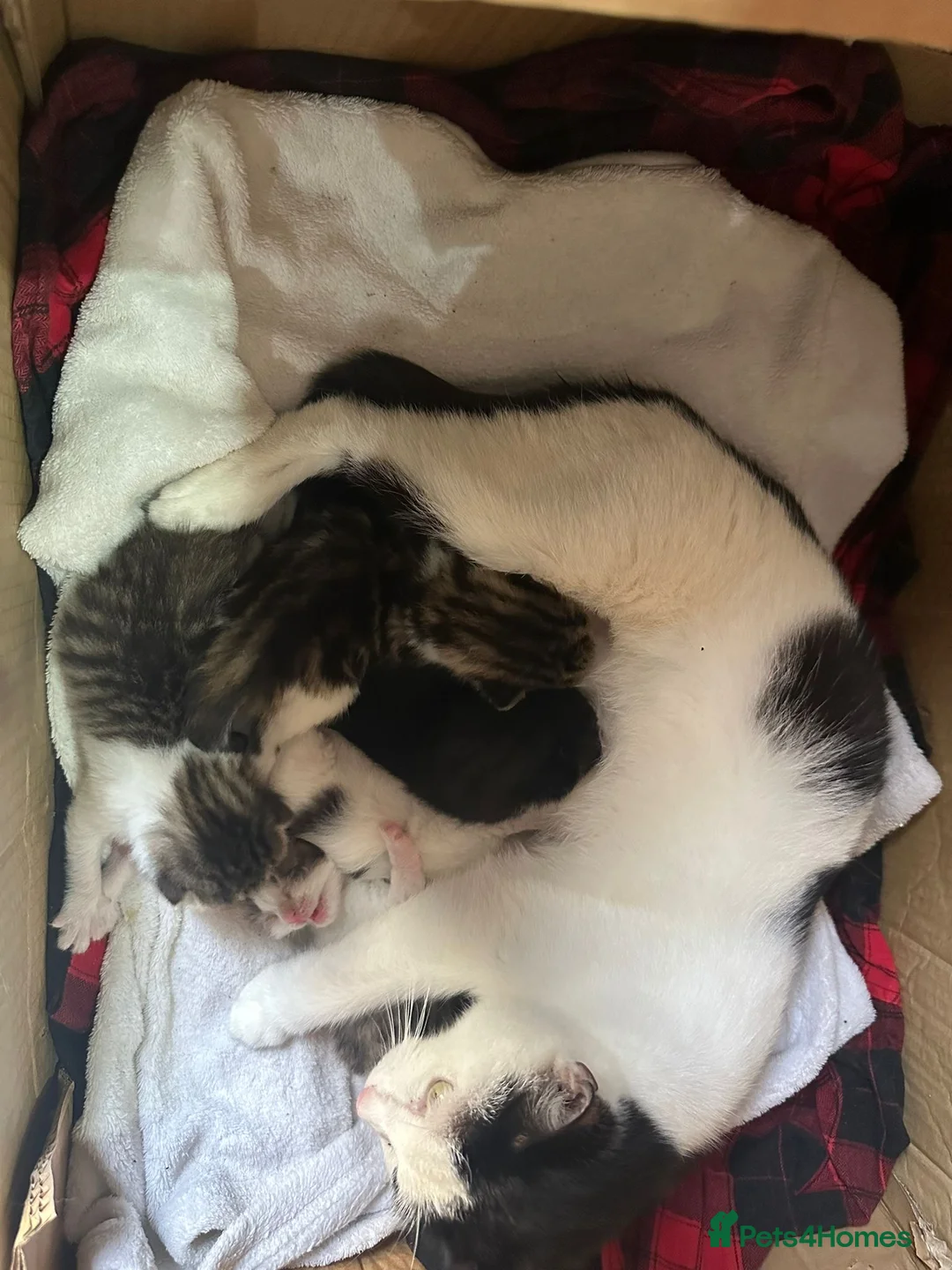 Mixed Breed cats for sale: Mixed breed kittens - Advert 7