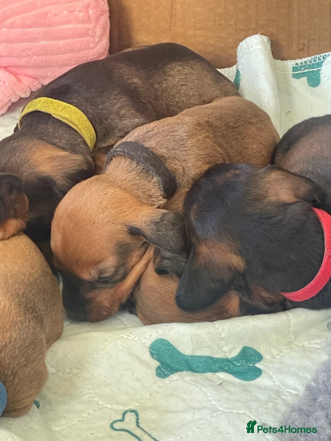 Dachshund dogs for sale: Excellence in every paw print Exceptional litter.  - Image 4