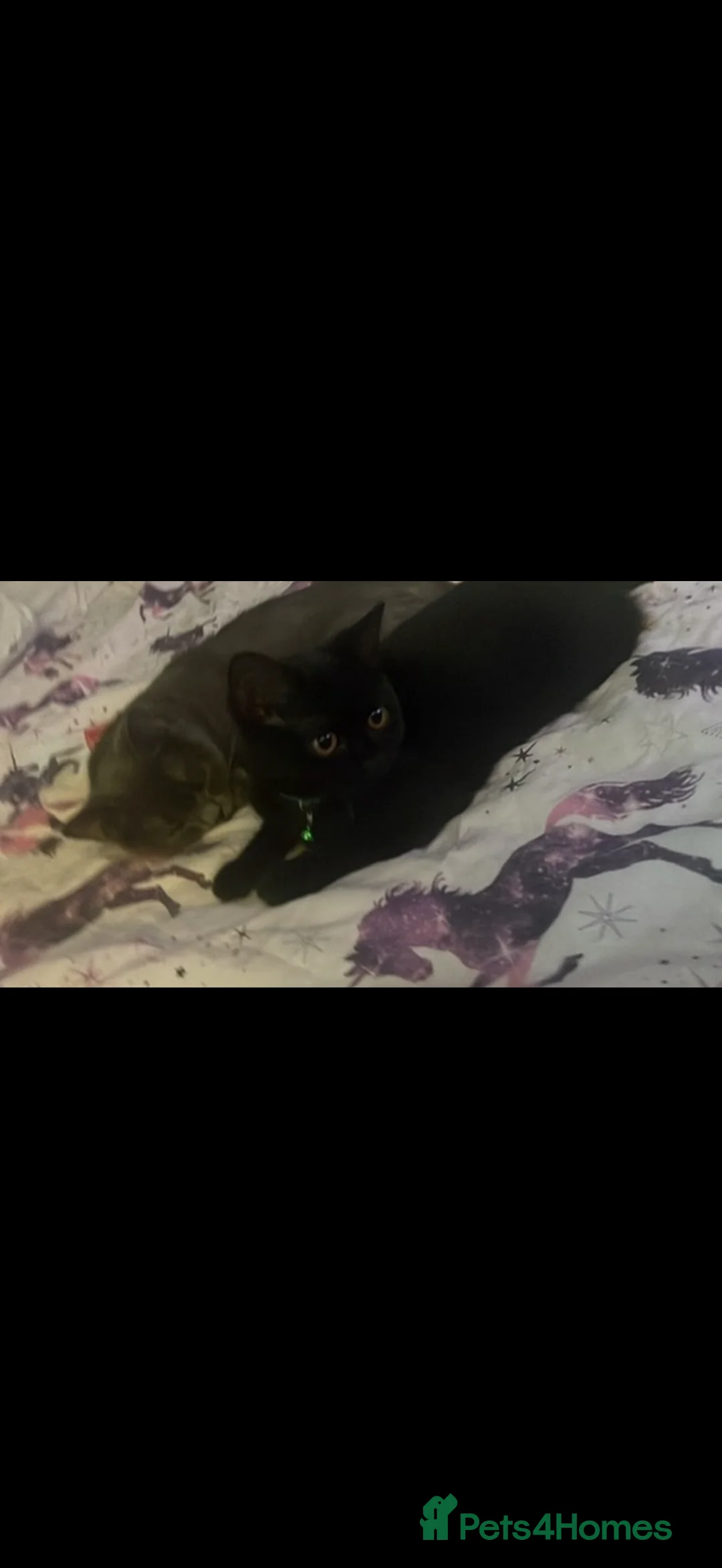 British Shorthair cats for sale: Black British short haired  - Advert 2