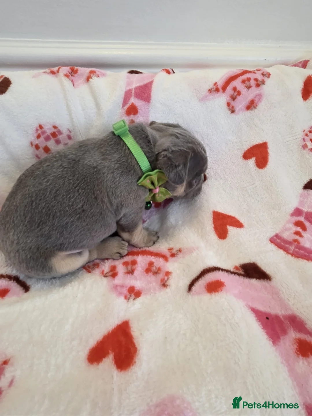 French Bulldog dogs for sale: Beautiful Frenchie puppies - Advert 17