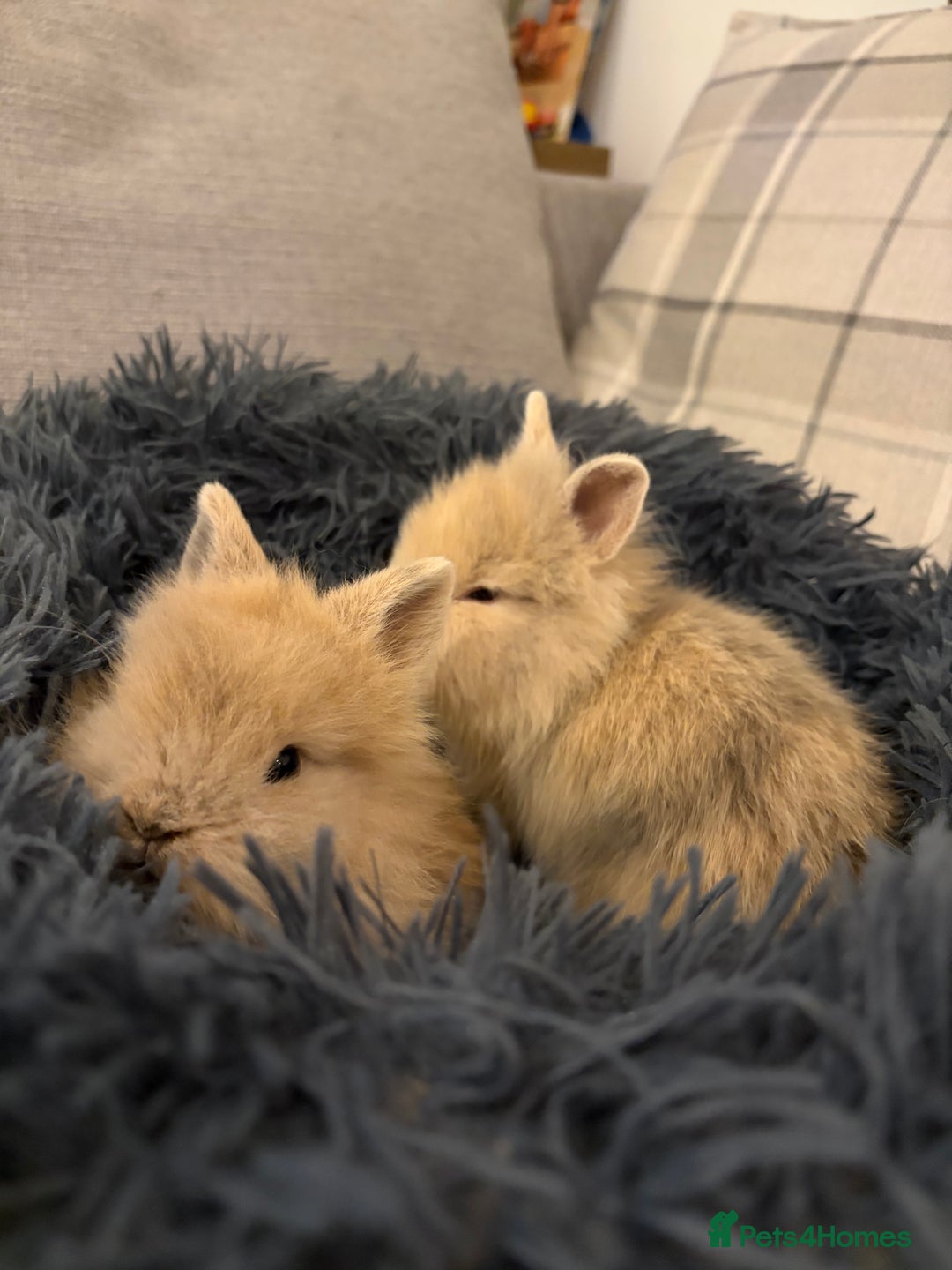 Lionhead rabbits for sale: Double maned lion head bunnies for sale  - Advert 3