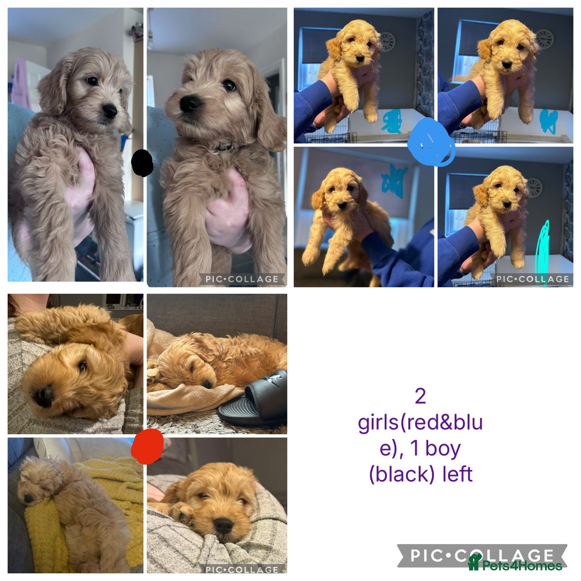 Goldendoodle dogs 1 boy,2 girls left. F1 mini Goldendoodles - Advert 2