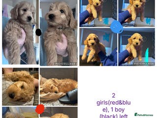 Goldendoodle dogs 1 boy,2 girls left. F1 mini Goldendoodles - Advert 2
