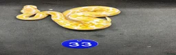 Python Snake reptiles for sale: Royal pythons  - Advert 14