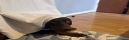 Dobermann dogs for stud: Lorcan (Lorcs) in Burton-on-Trent - Advert 5