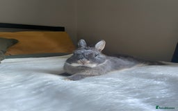 Netherland Dwarf rabbits for sale: 2yo NetherlandDwarf Boy Perrito Needs a lovin Home - Image 2