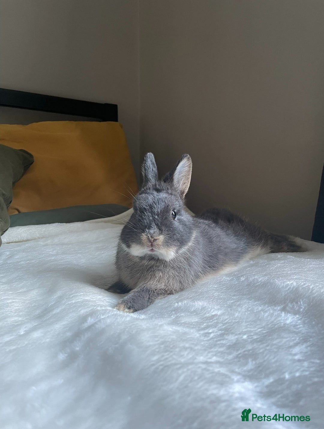 Netherland Dwarf rabbits for sale: 2yo NetherlandDwarf Boy Perrito Needs a lovin Home - Image 2