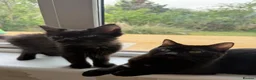 Mixed Breed cats for sale: 4 lovely little kittens - Advert 6