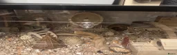 Hamster rodents for sale: Robo dwarf hamster and full enclosure.  - Advert 3