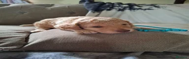 Cockapoo 3