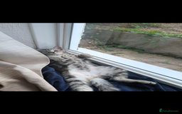 Domestic Shorthair cats for sale: Bonded Mum&Baby Cats Looking for a Loving New Home - Image 7