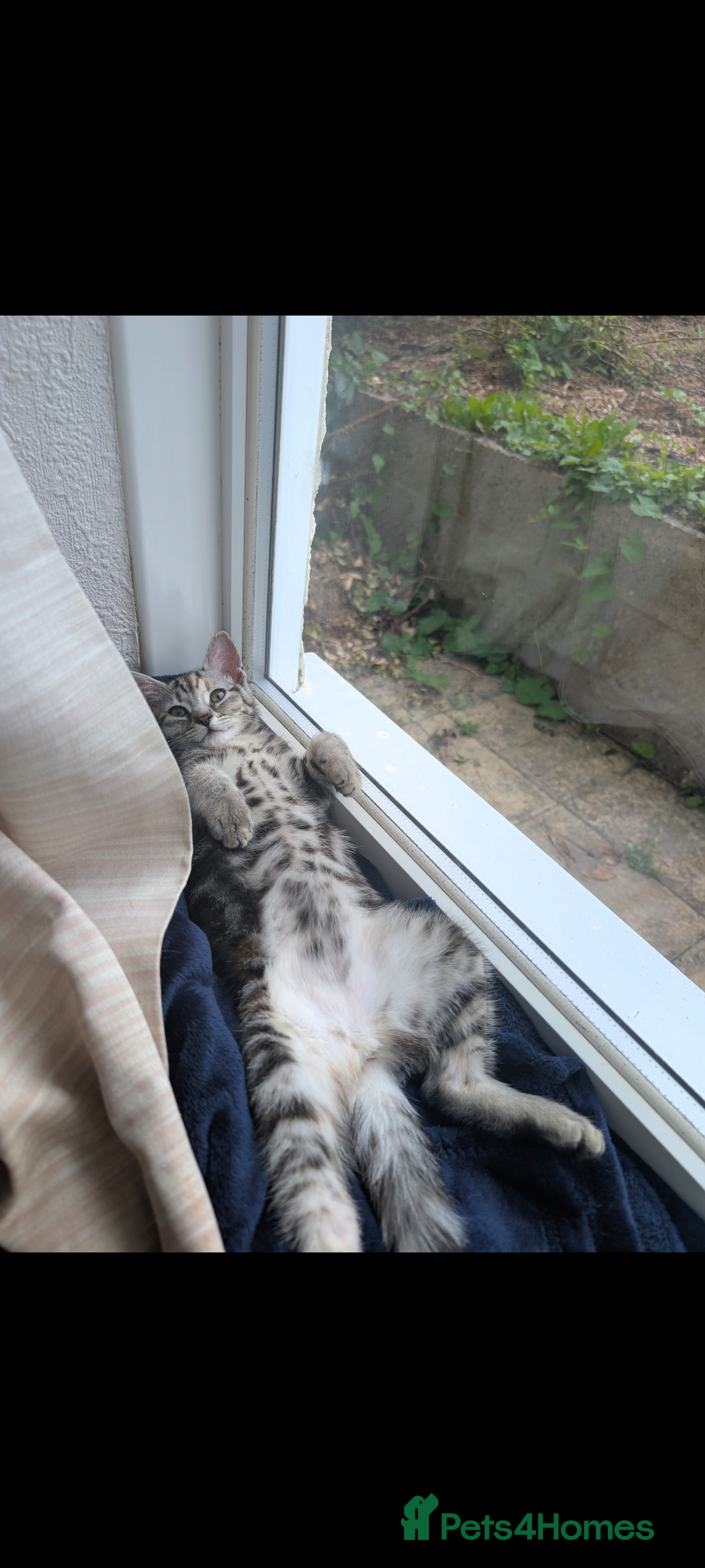 Domestic Shorthair cats for sale: Bonded Mum&Baby Cats Looking for a Loving New Home - Image 7
