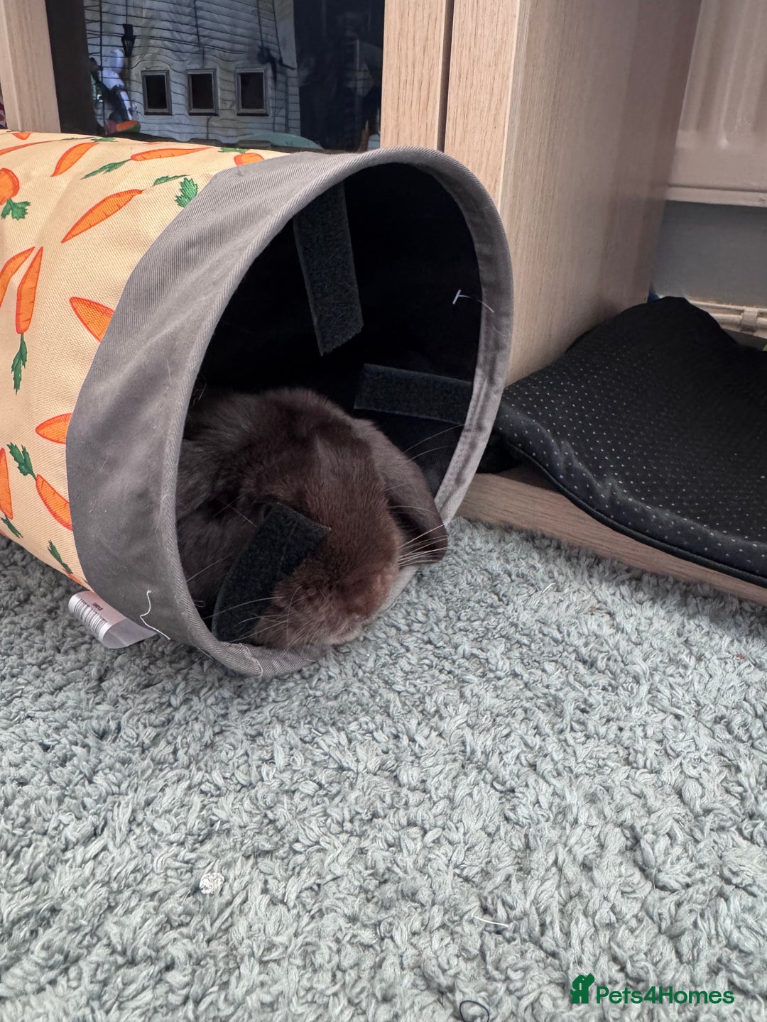 Mini Lop rabbits for sale: 18 month old mini lop looking for rehoming - Advert 3