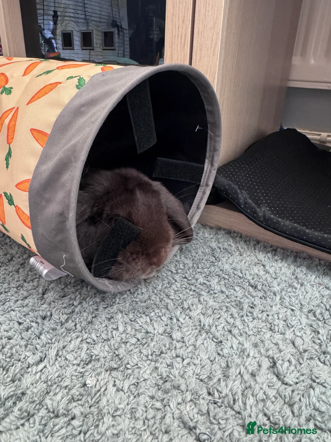 Mini Lop rabbits for sale: 18 month old mini lop looking for rehoming - Advert 3