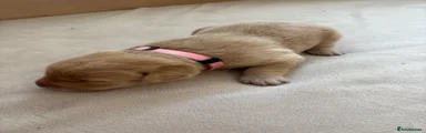 Light Pink Collar Girl