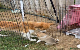 Mixed Breed dogs for sale: Corgi cross puppy - Image 4