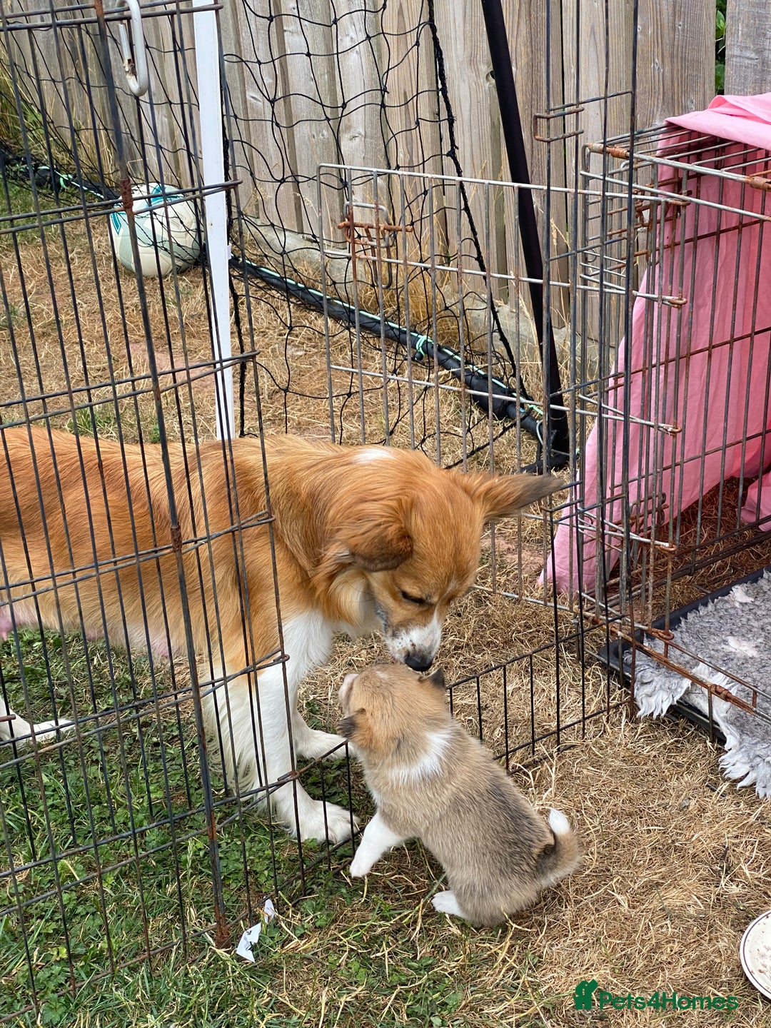 Mixed Breed dogs for sale: Corgi cross puppy - Image 4