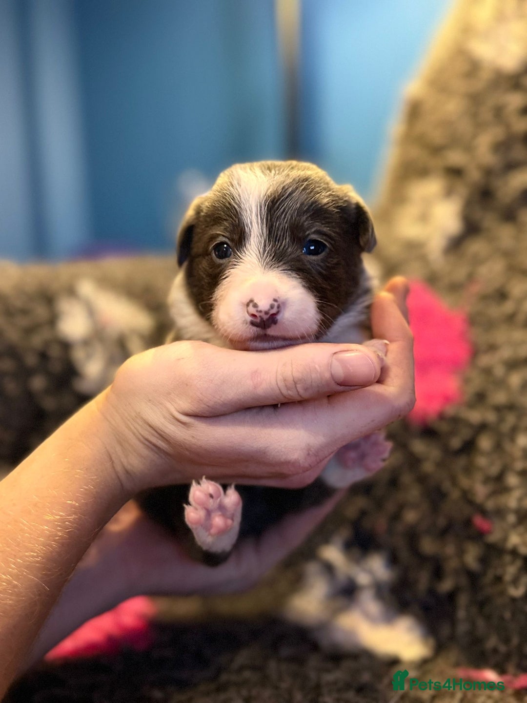 Border Collie dogs for sale: 6 stunning border collie puppies  - Image 5