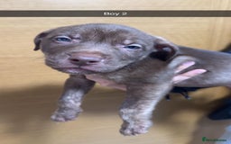 Mixed Breed dogs for sale: Puppies for sale  - Image 2