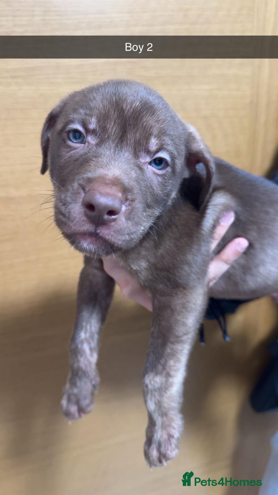 Mixed Breed dogs for sale: Puppies for sale  - Image 2