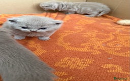 British Shorthair cats for sale: Liliac BSH two female  - Image 8