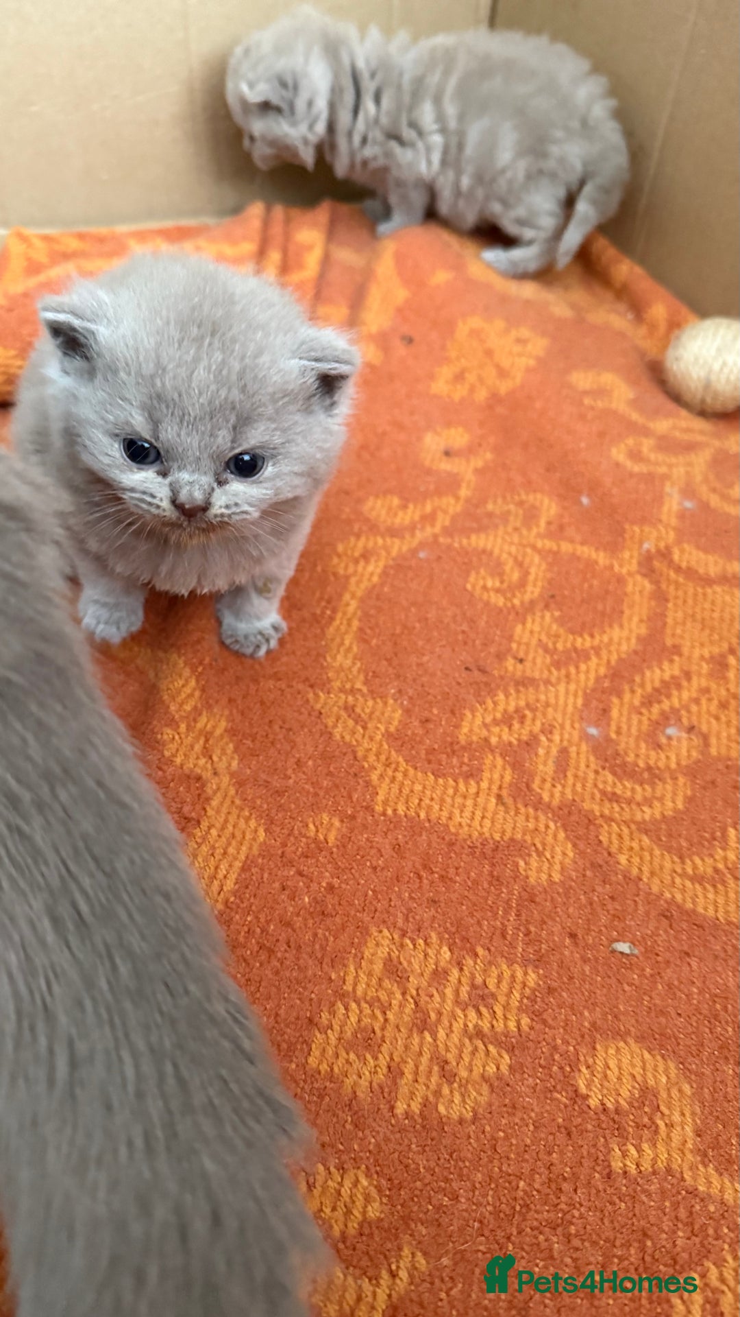 British Shorthair cats for sale: Liliac BSH two female  - Image 8