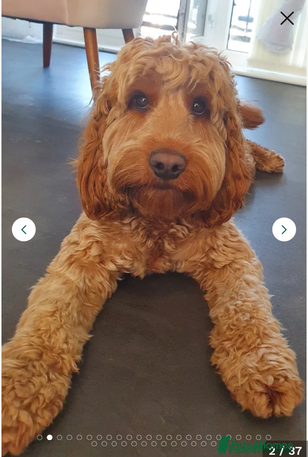 Cockapoo dogs for sale: Cockapoo - Advert 4