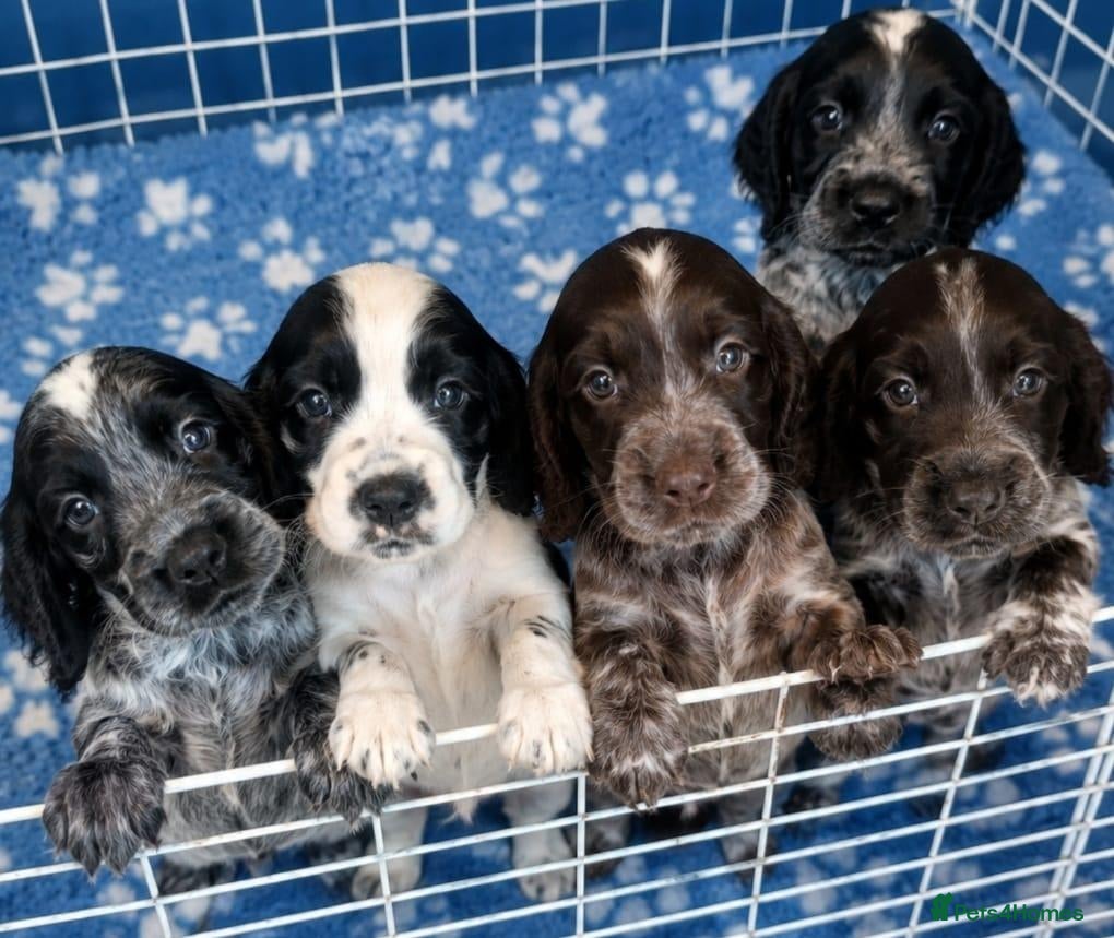 Cocker Spaniel dogs 🐾 6 Gorgeous Show Type Cocker Spaniel Puppies 🐾 - Advert 2