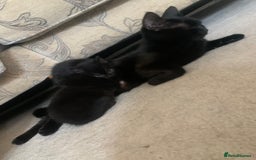 Bombay cats for sale: Kittens - Advert 7