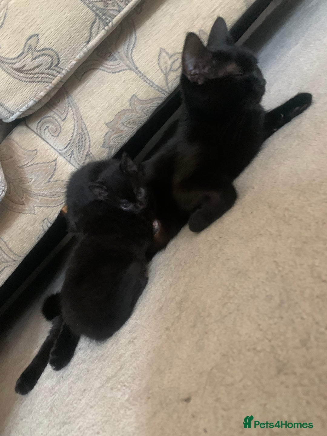 Bombay cats for sale: Kittens - Advert 7