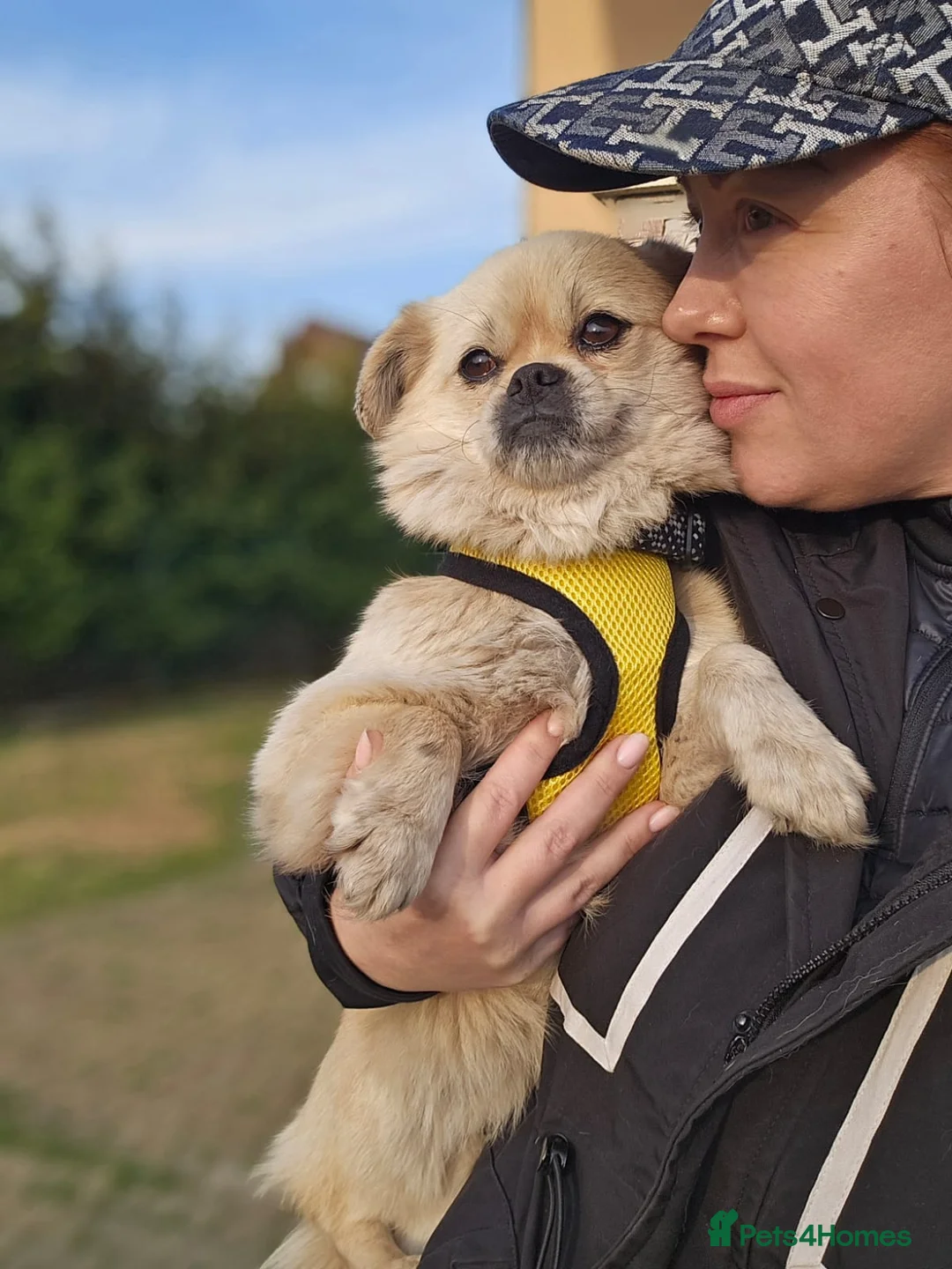 Mixed Breed dogs for adoption: 💙🐶 PUSHOK – A LITTLE CHARMER in Burton-on-Trent - Advert 15