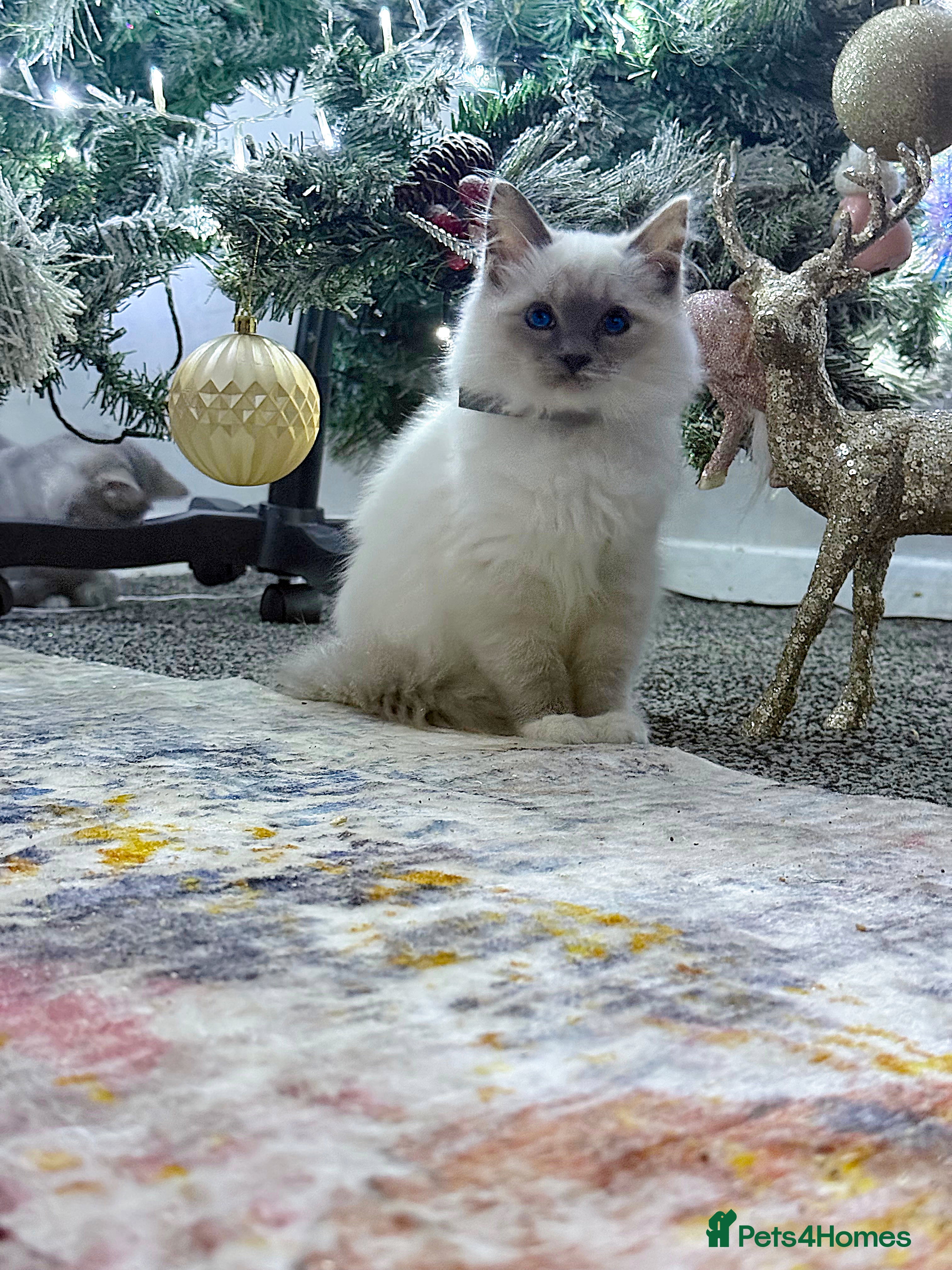 Ragdoll cats Stunning Ragdoll kittens READY TO COLLECT TODAY - Advert 6