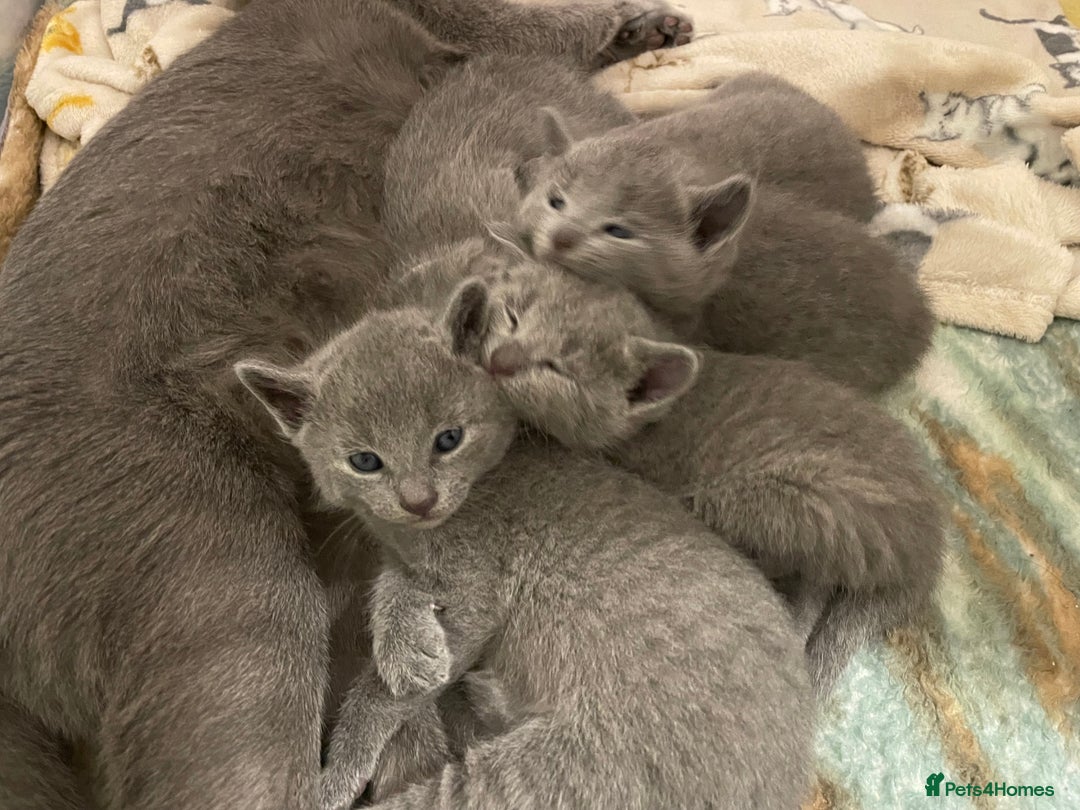 Russian Blue cats for sale: Russian blue TICA registered kittens  - Advert 7