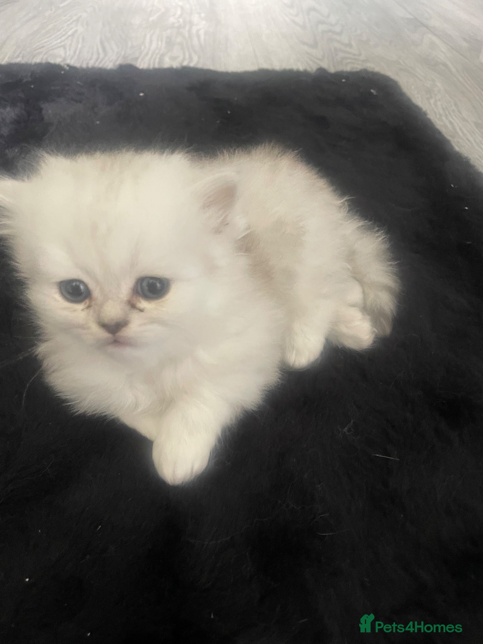 Persian cats Chinchilla Persian cats - Advert 14