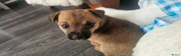 Jack Russell dogs for sale: One girl left  - Advert 9