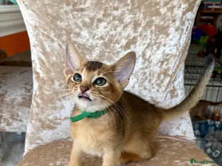 Abyssinian cats Beautiful abyssinian kittens - Advert 2