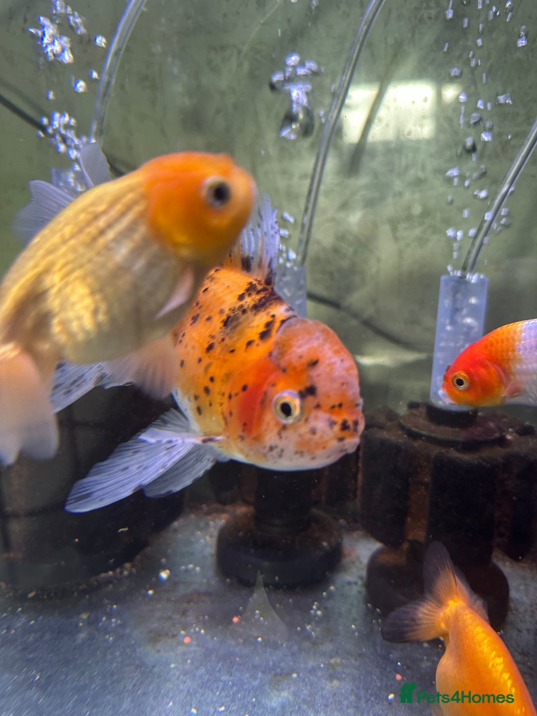 Fancy Goldfish fish for sale: 9 fancy goldfish for sale  - Image 7