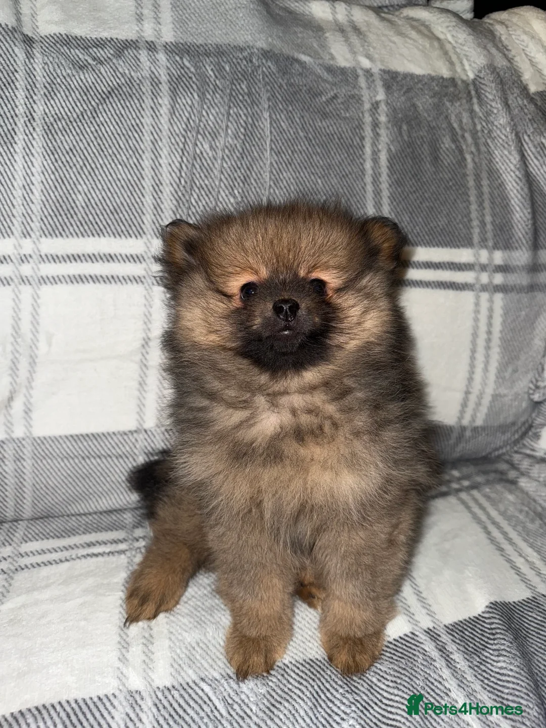 Pomeranian dogs for sale: Fully Vaccinated Orange Sable Boy Pomeranian 💙 - Advert 12