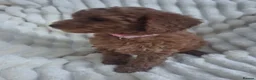 Miniature Poodle dogs for sale: Gorgeous red miniature poodle puppies ready now in Rochester - Advert 6