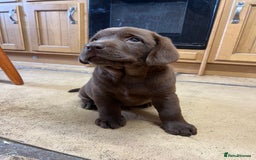 Labrador Retriever dogs for sale: Chunky Chocolate Labrador Puppies - Image 1