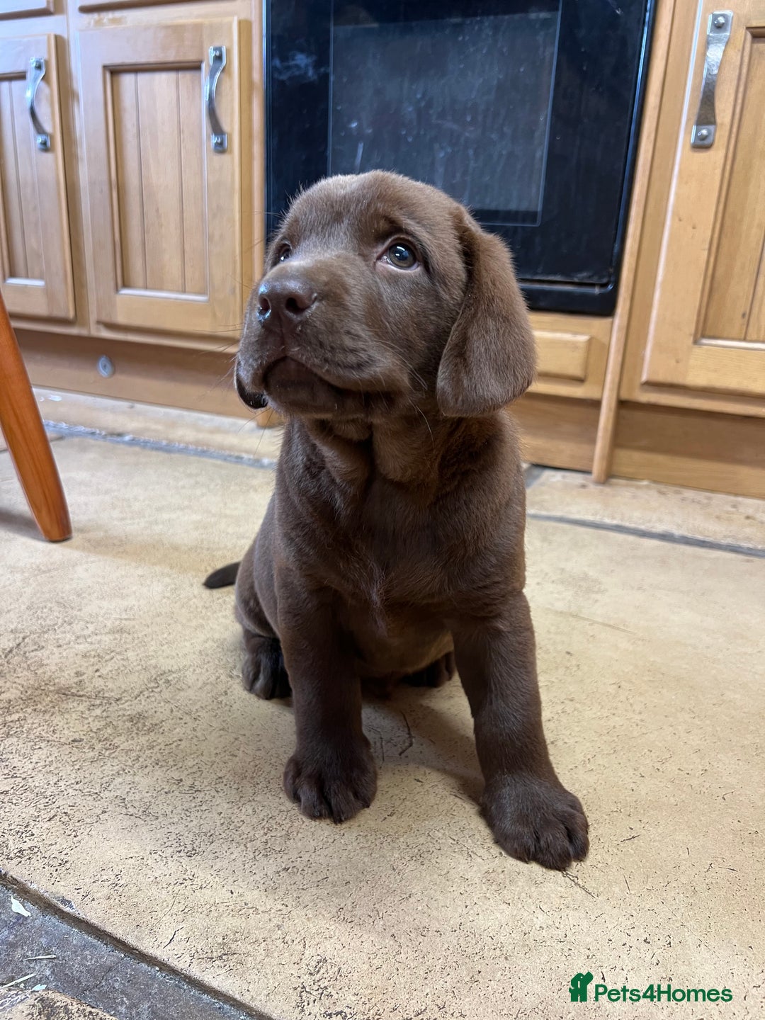 Labrador Retriever dogs for sale: Chunky Chocolate Labrador Puppies - Image 1