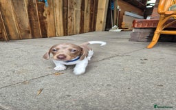 Miniature Dachshund dogs for sale: Miniature sausages Kc reg  in Wigan - Image 13