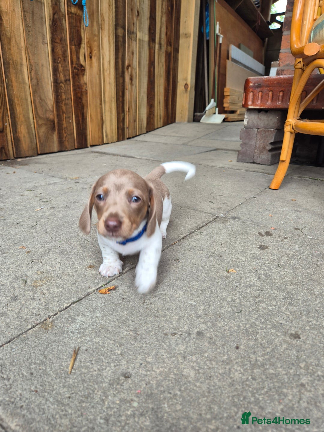 Miniature Dachshund dogs for sale: Miniature sausages Kc reg  in Wigan - Image 13