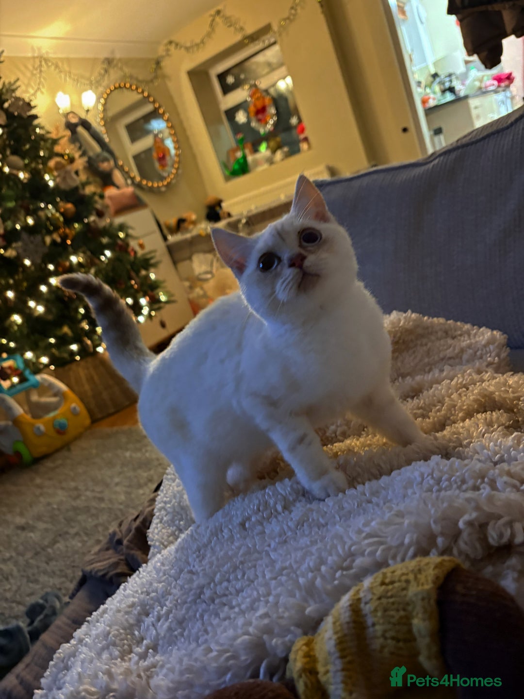 British Shorthair cats for sale: Kittens needing home now🐾 - Advert 4