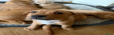 Mixed Breed Puppy 3