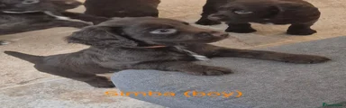 Sprocker 1 Simba
